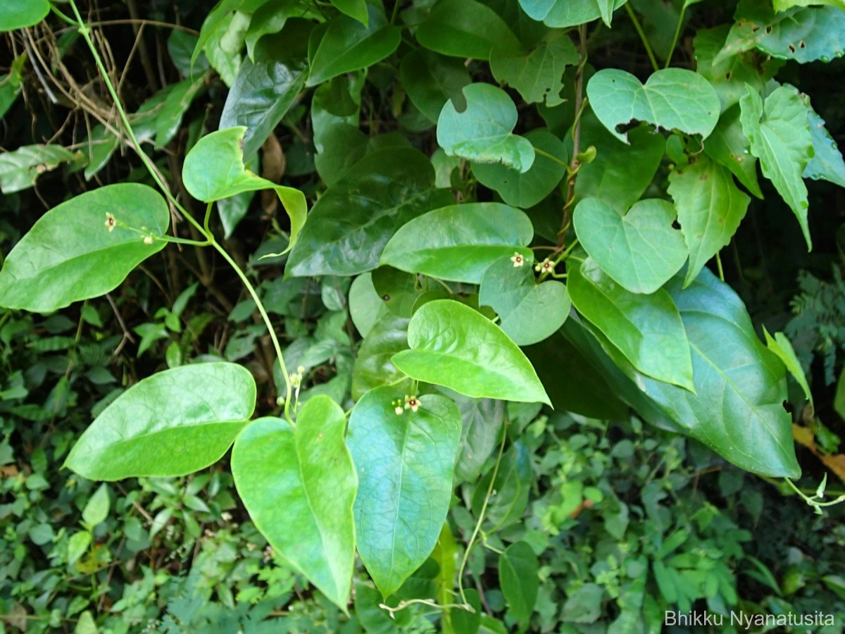 Vincetoxicum bracteatum (Thunb.) Meve & Liede